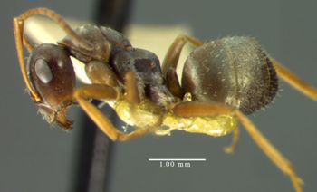 Media type: image;   Entomology 8876 Aspect: habitus lateral view